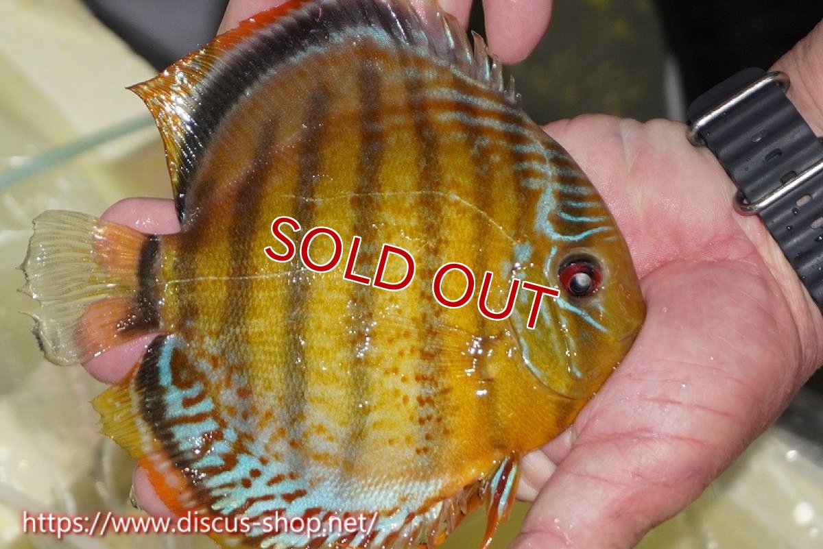 画像3: 【30周年記念セール対象個体】【ワイルドディスカス】【通販】【今シーズン超希少種】アッパーテフェロイヤルグリーン【個体販売】15cm（生体）アッパーテフェ産 (3)