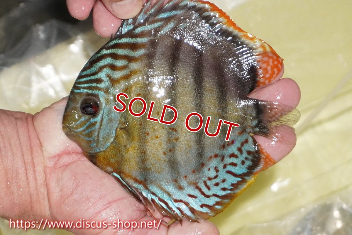 画像1: 【ワイルドディスカス】【通販】【今シーズン超希少種】アッパーテフェロイヤルグリーン【個体販売】15cm（生体）アッパーテフェ産 (1)