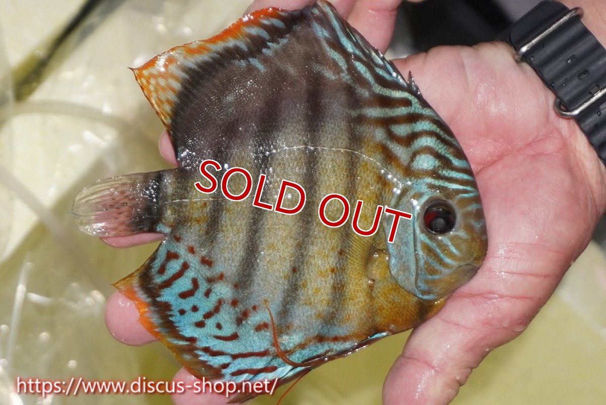 画像2: 【ワイルドディスカス】【通販】【今シーズン超希少種】アッパーテフェロイヤルグリーン【個体販売】15cm（生体）アッパーテフェ産 (2)