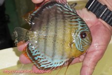 画像3: 【30周年記念セール対象個体】【ワイルドディスカス】【通販】【今シーズン超希少種】アッパーテフェロイヤルグリーン【個体販売】16cm（生体）アッパーテフェ産 (3)