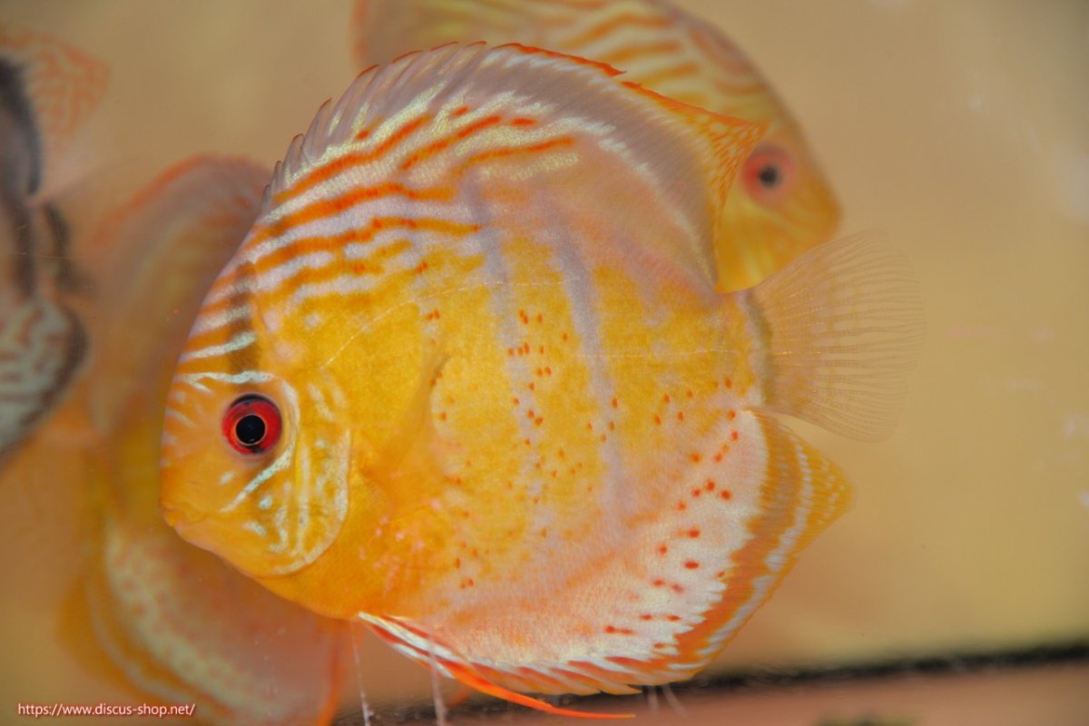 画像1: 【30周年記念セール対象個体】【ワイルドディスカス】【通販】【今シーズン超希少種】アッパーテフェロイヤルグリーン【個体販売】15cm（生体）アッパーテフェ産 (1)