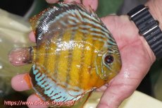 画像3: 【30周年記念セール対象個体】【ワイルドディスカス】【通販】【今シーズン超希少種】アッパーテフェロイヤルグリーン【個体販売】15cm（生体）アッパーテフェ産 (3)