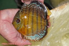 画像1: 【ワイルドディスカス】【通販】【今シーズン超希少種】アッパーテフェロイヤルグリーン【個体販売】15cm（生体）アッパーテフェ産 (1)