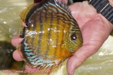 画像2: 【ワイルドディスカス】【通販】【今シーズン超希少種】アッパーテフェロイヤルグリーン【個体販売】15cm（生体）アッパーテフェ産 (2)