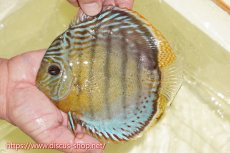 画像1: 【ワイルドディスカス】【通販】【今シーズン超希少種】アッパーテフェロイヤルグリーン【個体販売】16cm（生体）アッパーテフェ産 (1)