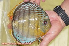 画像2: 【ワイルドディスカス】【通販】【今シーズン超希少種】アッパーテフェロイヤルグリーン【個体販売】16cm（生体）アッパーテフェ産 (2)