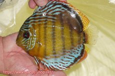 画像1: 【ワイルドディスカス】【通販】【今シーズン超希少種】アッパーテフェロイヤルグリーン【個体販売】15cm（生体）アッパーテフェ産 (1)