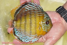 画像3: 【30周年記念セール対象個体】【ワイルドディスカス】【通販】【今シーズン超希少種】アッパーテフェロイヤルグリーン【個体販売】15cm（生体）アッパーテフェ産 (3)