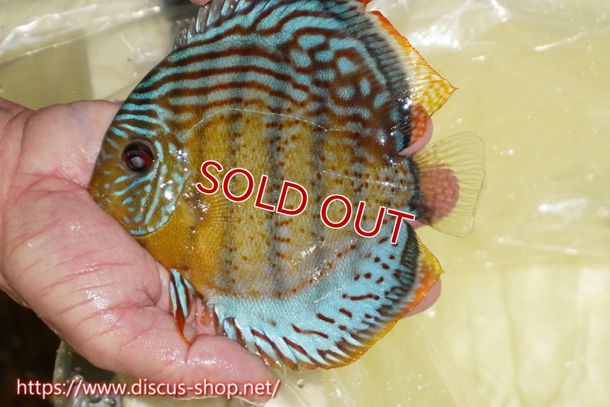 画像1: 【ワイルドディスカス】【通販】【今シーズン超希少種】アッパーテフェロイヤルグリーン【個体販売】15cm（生体）アッパーテフェ産 (1)