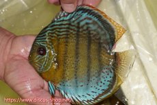 画像1: 【ワイルドディスカス】【通販】【今シーズン超希少種】アッパーテフェロイヤルグリーン【個体販売】16cm（生体）アッパーテフェ産 (1)