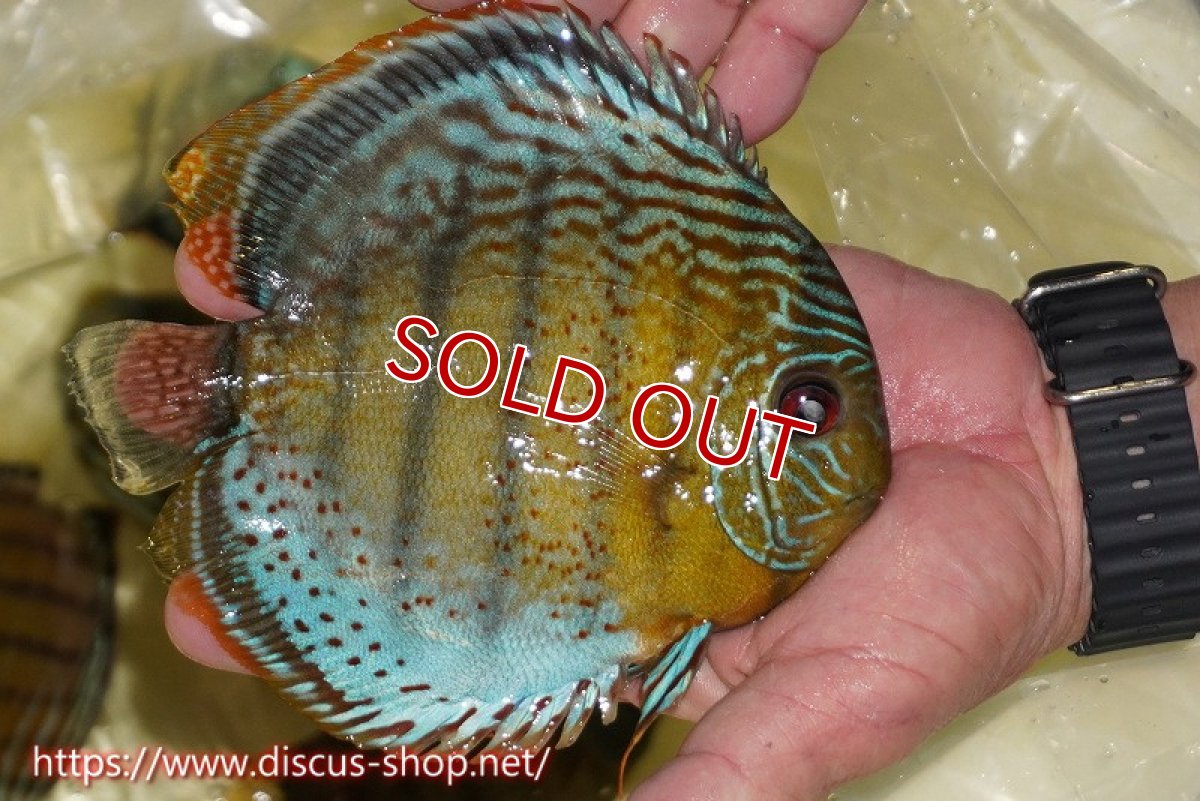 画像2: 【ワイルドディスカス】【通販】【今シーズン超希少種】アッパーテフェロイヤルグリーン【個体販売】16cm（生体）アッパーテフェ産 (2)