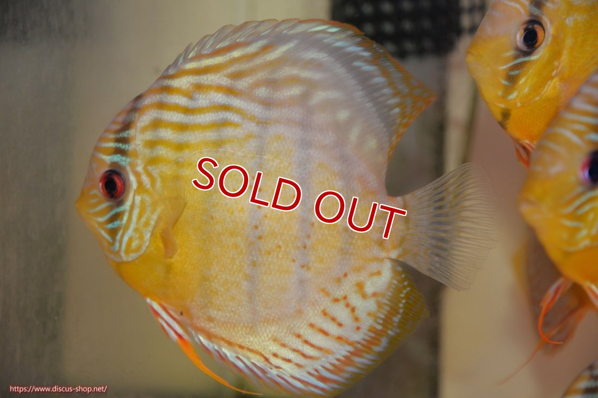 画像1: 【30周年記念セール対象個体】【ワイルドディスカス】【通販】【今シーズン超希少種】アッパーテフェロイヤルグリーン【個体販売】15cm（生体）アッパーテフェ産 (1)