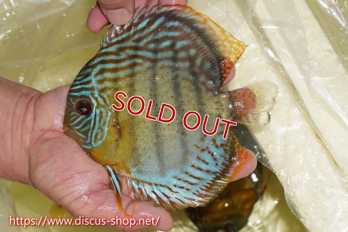 画像2: 【30周年記念セール対象個体】【ワイルドディスカス】【通販】【今シーズン超希少種】アッパーテフェロイヤルグリーン【個体販売】15cm（生体）アッパーテフェ産 (2)