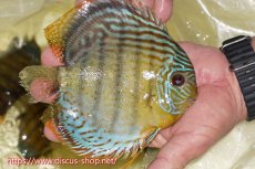 画像3: 【30周年記念セール対象個体】【ワイルドディスカス】【通販】【今シーズン超希少種】アッパーテフェロイヤルグリーン【個体販売】15cm（生体）アッパーテフェ産 (3)