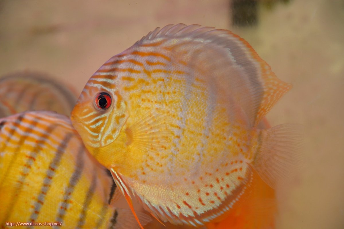 画像1: 【30周年記念セール対象個体】【ワイルドディスカス】【通販】【今シーズン超希少種】アッパーテフェロイヤルグリーン【個体販売】15cm（生体）アッパーテフェ産 (1)