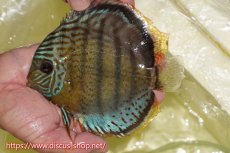 画像1: 【ワイルドディスカス】【通販】【今シーズン超希少種】アッパーテフェロイヤルグリーン【個体販売】15cm（生体）アッパーテフェ産 (1)