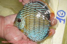 画像1: 【ワイルドディスカス】【通販】【今シーズン超希少種】アッパーテフェスーパーロイヤル ヤングスター【個体販売】12-13cm（生体）アッパーテフェ産 (1)