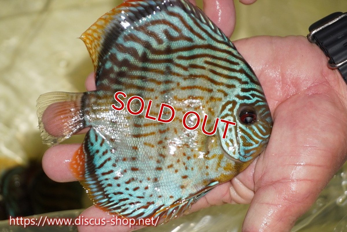 画像2: 【ワイルドディスカス】【通販】【今シーズン超希少種】アッパーテフェスーパーロイヤル ヤングスター【個体販売】12-13cm（生体）アッパーテフェ産 (2)