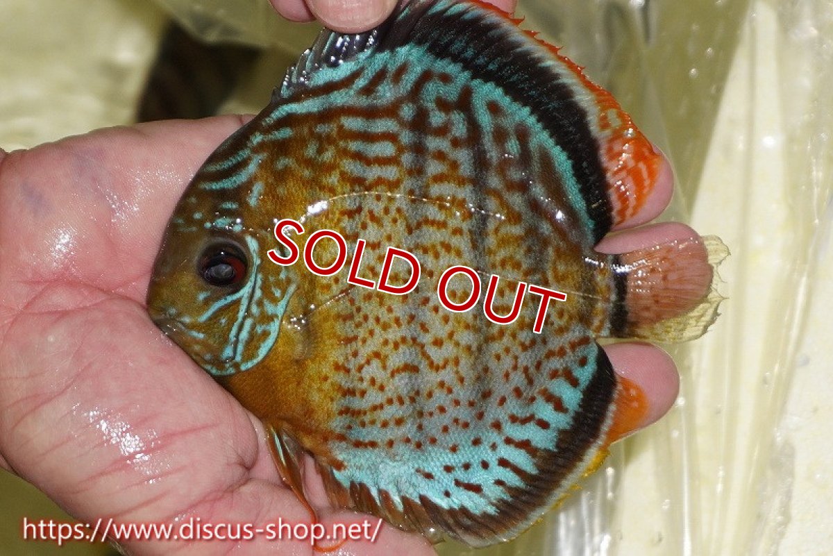 画像1: 【ワイルドディスカス】【通販】【今シーズン超希少種】アッパーテフェスーパーロイヤル ヤングスター【個体販売】12-13cm（生体）アッパーテフェ産 (1)