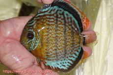 画像1: 【ワイルドディスカス】【通販】【今シーズン超希少種】アッパーテフェスーパーロイヤル ヤングスター【個体販売】12-13cm（生体）アッパーテフェ産 (1)