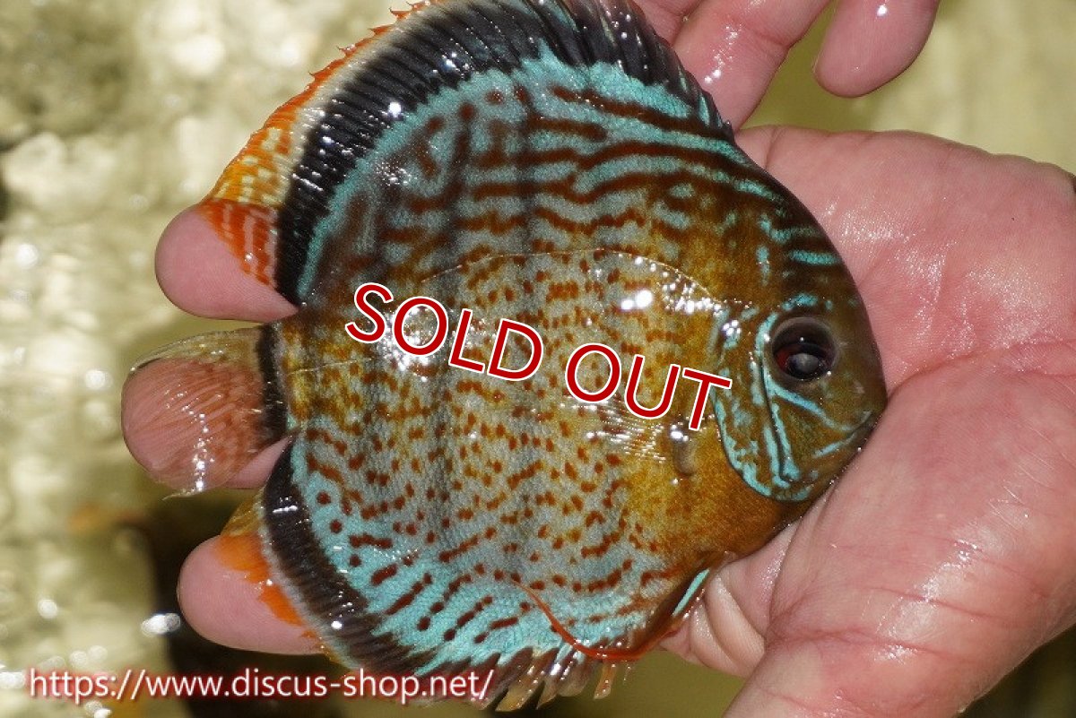 画像2: 【ワイルドディスカス】【通販】【今シーズン超希少種】アッパーテフェスーパーロイヤル ヤングスター【個体販売】12-13cm（生体）アッパーテフェ産 (2)