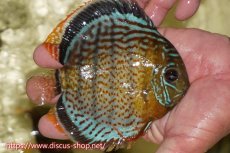 画像2: 【ワイルドディスカス】【通販】【今シーズン超希少種】アッパーテフェスーパーロイヤル ヤングスター【個体販売】12-13cm（生体）アッパーテフェ産 (2)