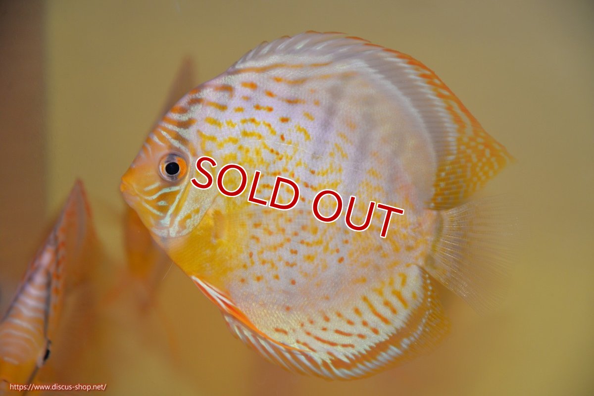 画像1: 【30周年記念セール対象個体】【ワイルドディスカス】【通販】【今シーズン超希少種】アッパーテフェスーパーロイヤル ヤングスター【個体販売】12-13cm（生体）アッパーテフェ産 (1)