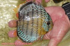 画像2: 【ワイルドディスカス】【通販】【今シーズン超希少種】アッパーテフェスーパーロイヤル ヤングスター【個体販売】12-13cm（生体）アッパーテフェ産 (2)