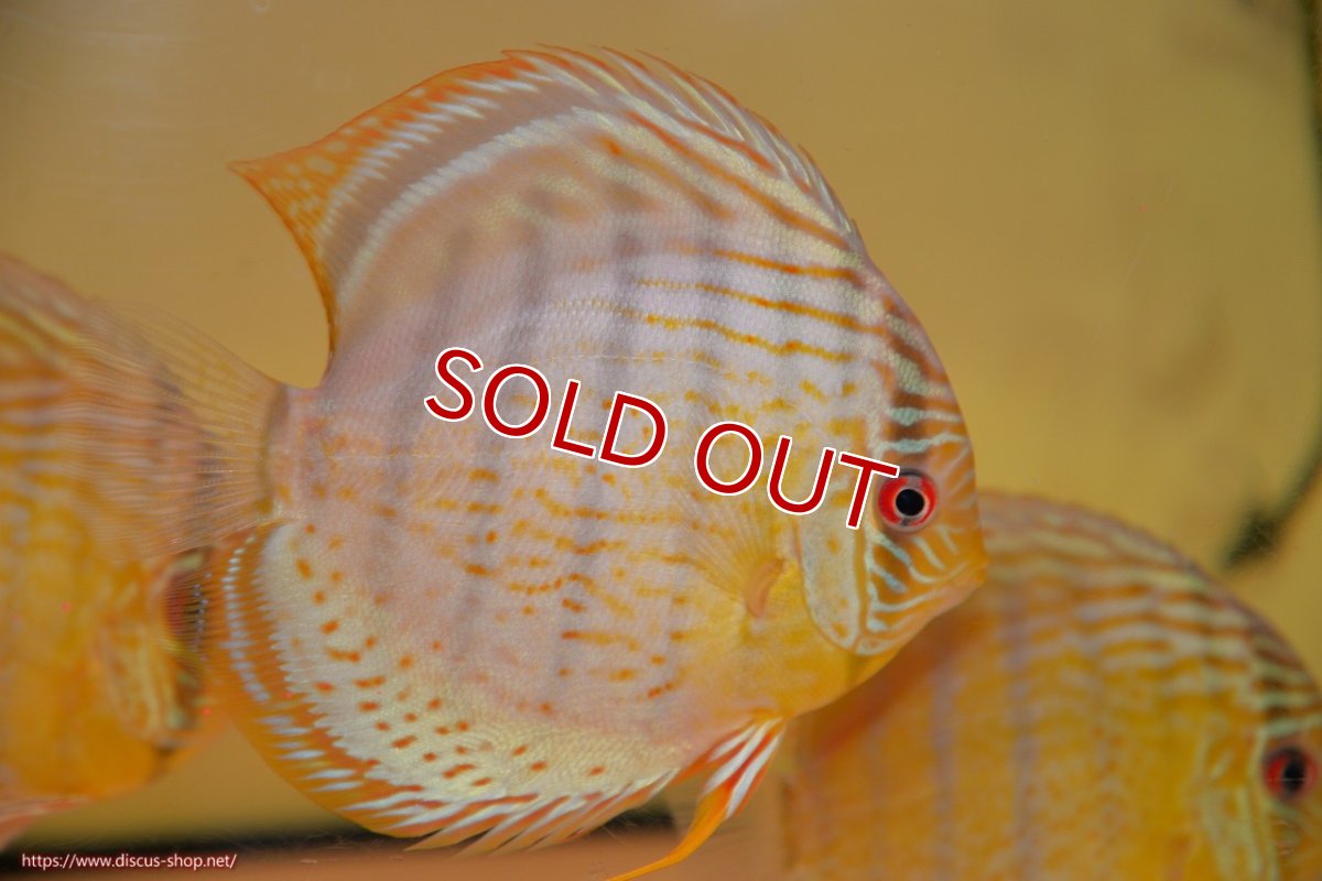 画像1: 【決算セール対象個体】【ワイルドディスカス】【通販】【今シーズン超希少種】アッパーテフェスーパーロイヤル ヤングスター【個体販売】12-13cm（生体）アッパーテフェ産 (1)