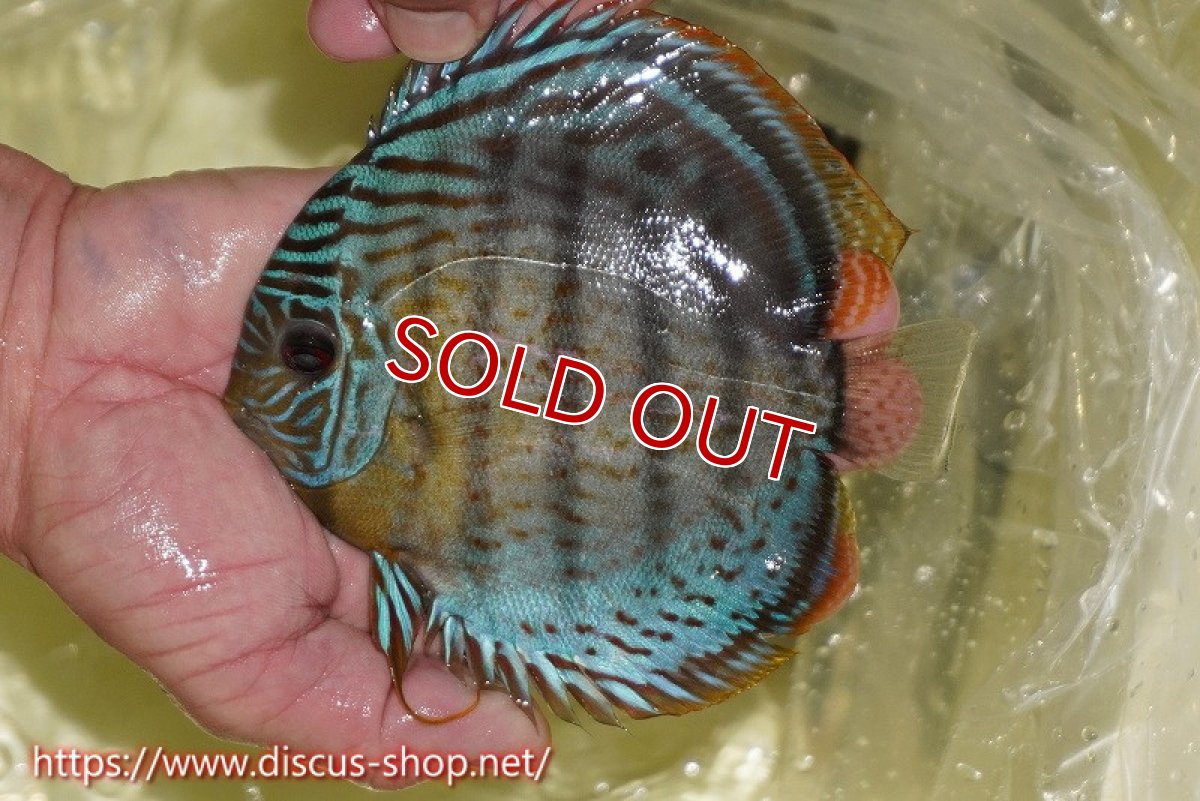 画像2: 【決算セール対象個体】【ワイルドディスカス】【通販】【今シーズン超希少種】アッパーテフェスーパーロイヤル ヤングスター【個体販売】12-13cm（生体）アッパーテフェ産 (2)