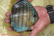 画像3: 【決算セール対象個体】【ワイルドディスカス】【通販】【今シーズン超希少種】アッパーテフェスーパーロイヤル ヤングスター【個体販売】12-13cm（生体）アッパーテフェ産 (3)