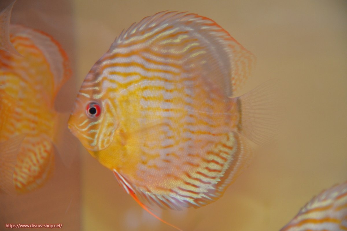 画像1: 【30周年記念セール対象個体】【ワイルドディスカス】【通販】【今シーズン超希少種】アッパーテフェスーパーロイヤル ヤングスター【個体販売】12-13cm（生体）アッパーテフェ産 (1)