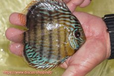 画像3: 【30周年記念セール対象個体】【ワイルドディスカス】【通販】【今シーズン超希少種】アッパーテフェスーパーロイヤル ヤングスター【個体販売】12-13cm（生体）アッパーテフェ産 (3)