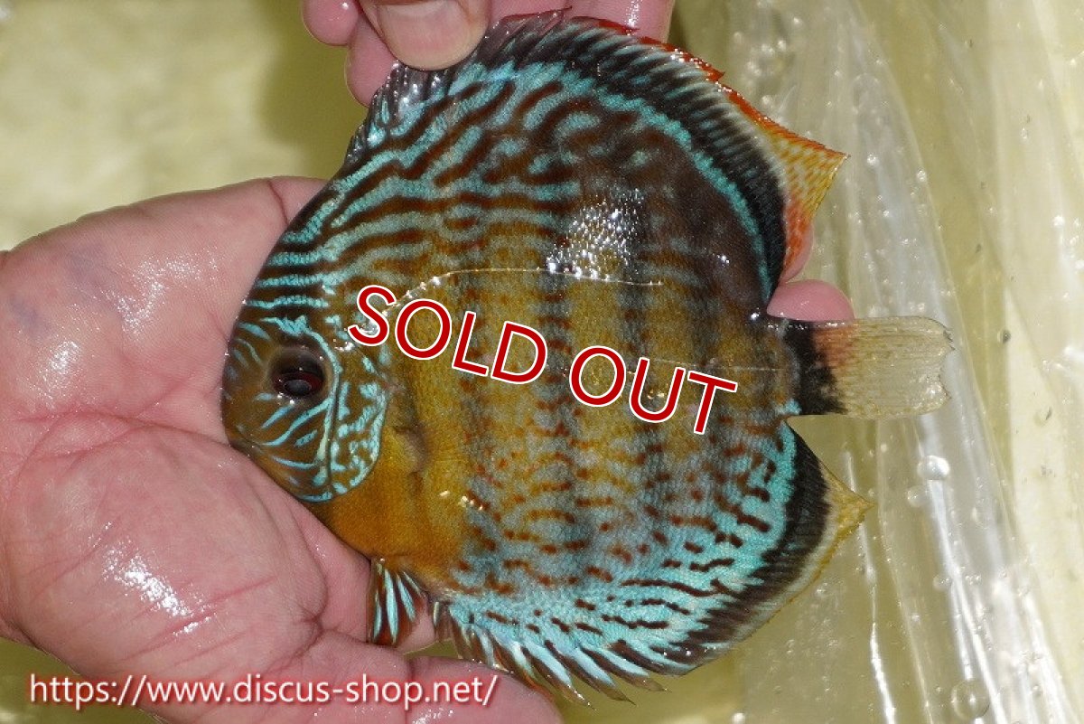 画像1: 【決算セール対象個体】【ワイルドディスカス】【通販】【今シーズン超希少種】アッパーテフェロイヤル ヤングスター【個体販売】12-13cm（生体）アッパーテフェ産 (1)