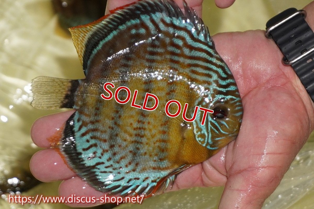 画像2: 【決算セール対象個体】【ワイルドディスカス】【通販】【今シーズン超希少種】アッパーテフェロイヤル ヤングスター【個体販売】12-13cm（生体）アッパーテフェ産 (2)