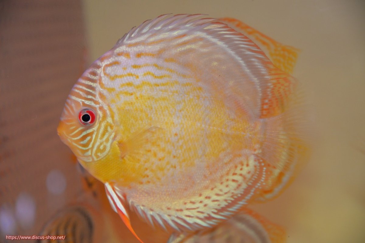 画像1: 【30周年記念セール対象個体】【ワイルドディスカス】【通販】【今シーズン超希少種】アッパーテフェロイヤル ヤングスター【個体販売】12-13cm（生体）アッパーテフェ産 (1)