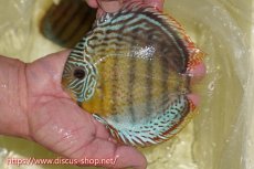 画像1: 【ワイルドディスカス】【通販】【今シーズン超希少種】アッパーテフェロイヤル ヤングスター【個体販売】12-13cm（生体）アッパーテフェ産 (1)