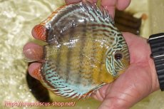 画像2: 【ワイルドディスカス】【通販】【今シーズン超希少種】アッパーテフェロイヤル ヤングスター【個体販売】12-13cm（生体）アッパーテフェ産 (2)