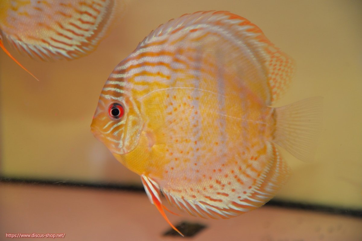 画像1: 【30周年記念セール対象個体】【ワイルドディスカス】【通販】【今シーズン超希少種】アッパーテフェロイヤル ヤングスター【個体販売】12-13cm（生体）アッパーテフェ産 (1)