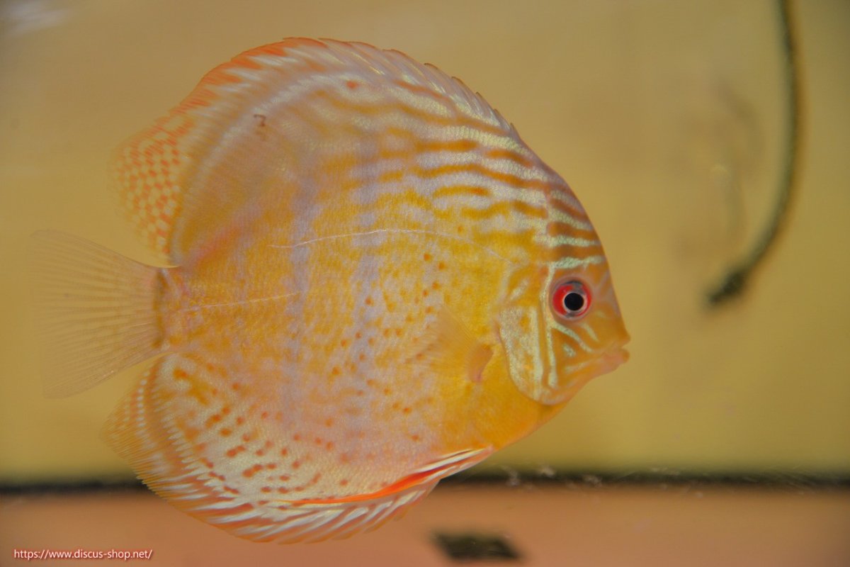 画像2: 【30周年記念セール対象個体】【ワイルドディスカス】【通販】【今シーズン超希少種】アッパーテフェロイヤル ヤングスター【個体販売】12-13cm（生体）アッパーテフェ産 (2)