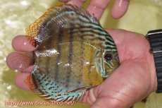 画像2: 【ワイルドディスカス】【通販】【今シーズン超希少種】アッパーテフェロイヤル ヤングスター【個体販売】12-13cm（生体）アッパーテフェ産 (2)