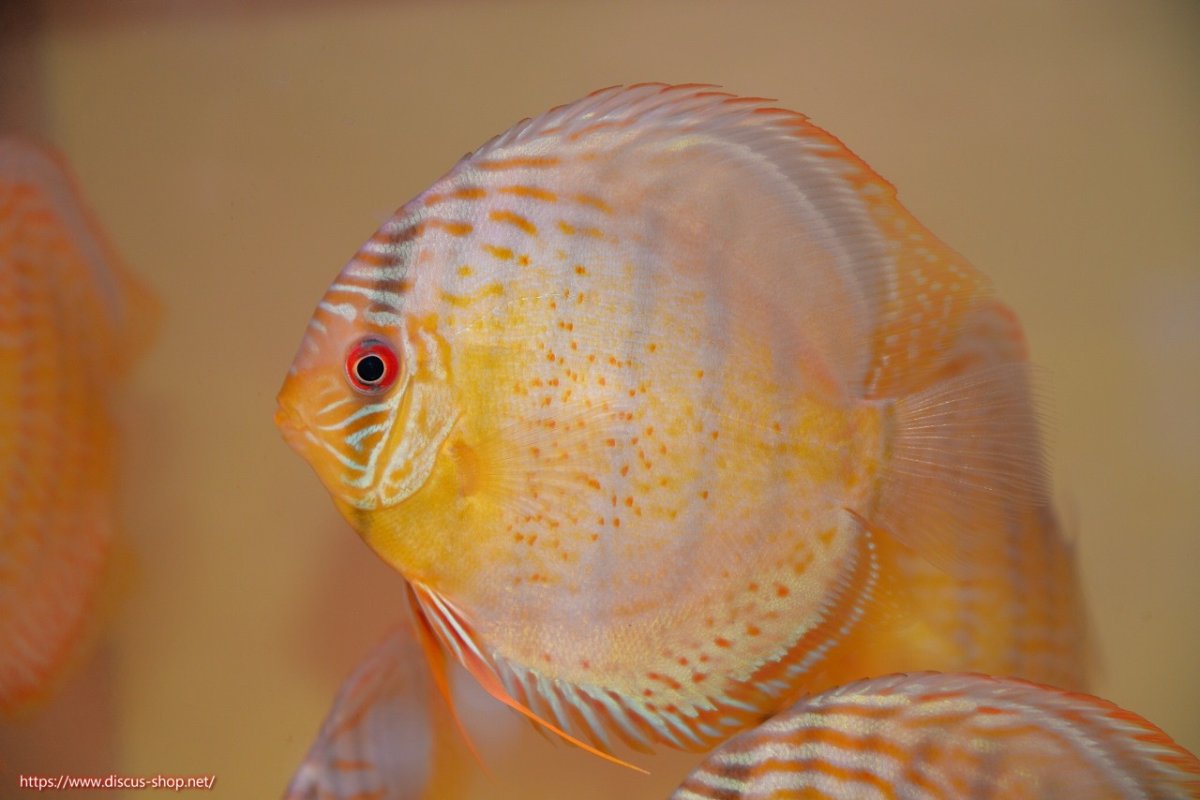 画像1: 【30周年記念セール対象個体】【ワイルドディスカス】【通販】【今シーズン超希少種】アッパーテフェロイヤル ヤングスター【個体販売】12-13cm（生体）アッパーテフェ産 (1)