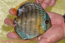 画像3: 【30周年記念セール対象個体】【ワイルドディスカス】【通販】【今シーズン超希少種】アッパーテフェロイヤル ヤングスター【個体販売】12-13cm（生体）アッパーテフェ産 (3)