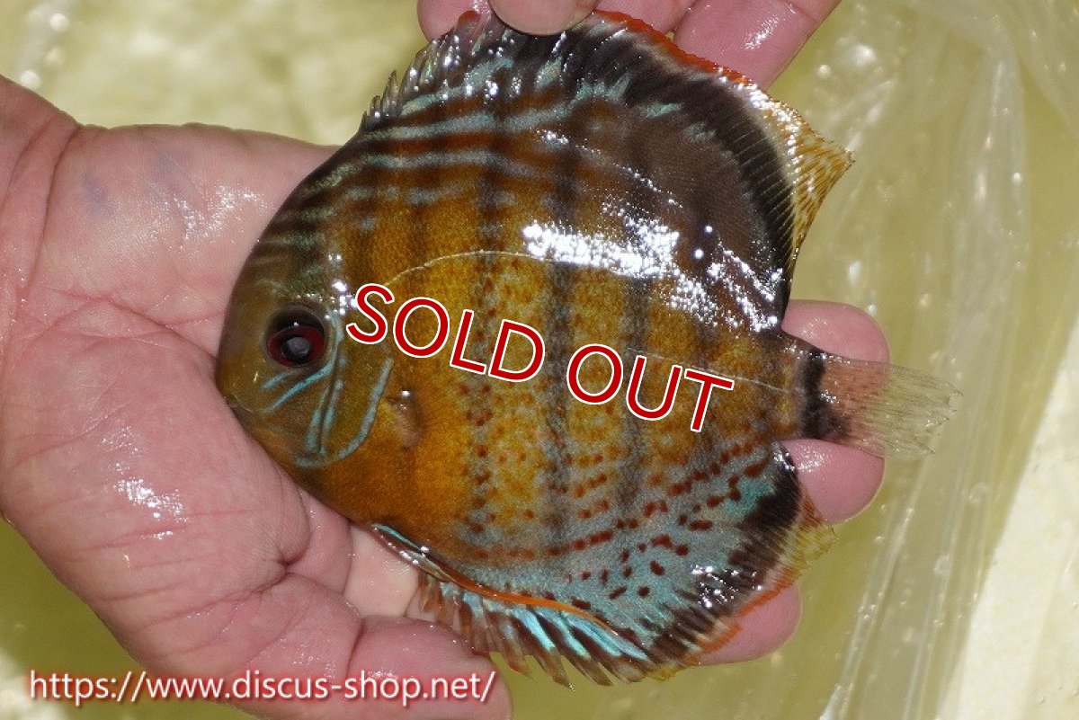 画像1: 【決算セール対象個体】【ワイルドディスカス】【通販】【今シーズン超希少種】アッパーテフェロイヤル ヤングスター【個体販売】12-13cm（生体）アッパーテフェ産 (1)