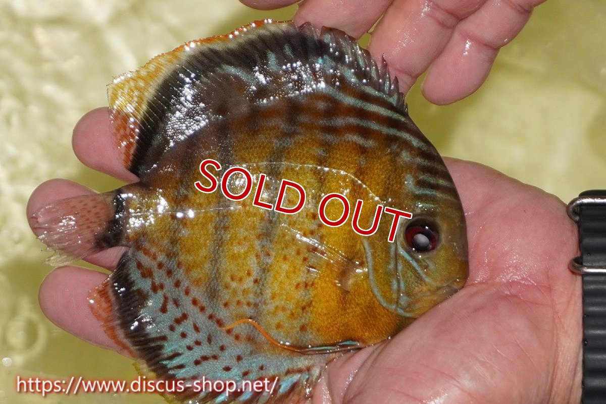 画像2: 【決算セール対象個体】【ワイルドディスカス】【通販】【今シーズン超希少種】アッパーテフェロイヤル ヤングスター【個体販売】12-13cm（生体）アッパーテフェ産 (2)