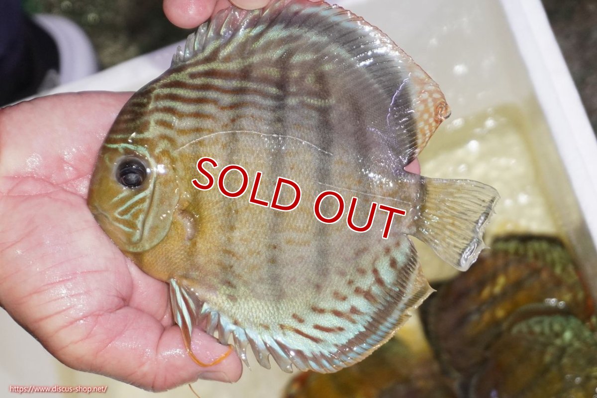 画像1: 【ワイルドディスカス】【通販】【今シーズン超希少種】アッパーテフェロイヤルグリーン（金目）【個体販売】15-16cm（生体）アッパーテフェ産 (1)