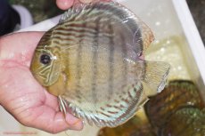 画像1: 【ワイルドディスカス】【通販】【今シーズン超希少種】アッパーテフェロイヤルグリーン（金目）【個体販売】15-16cm（生体）アッパーテフェ産 (1)