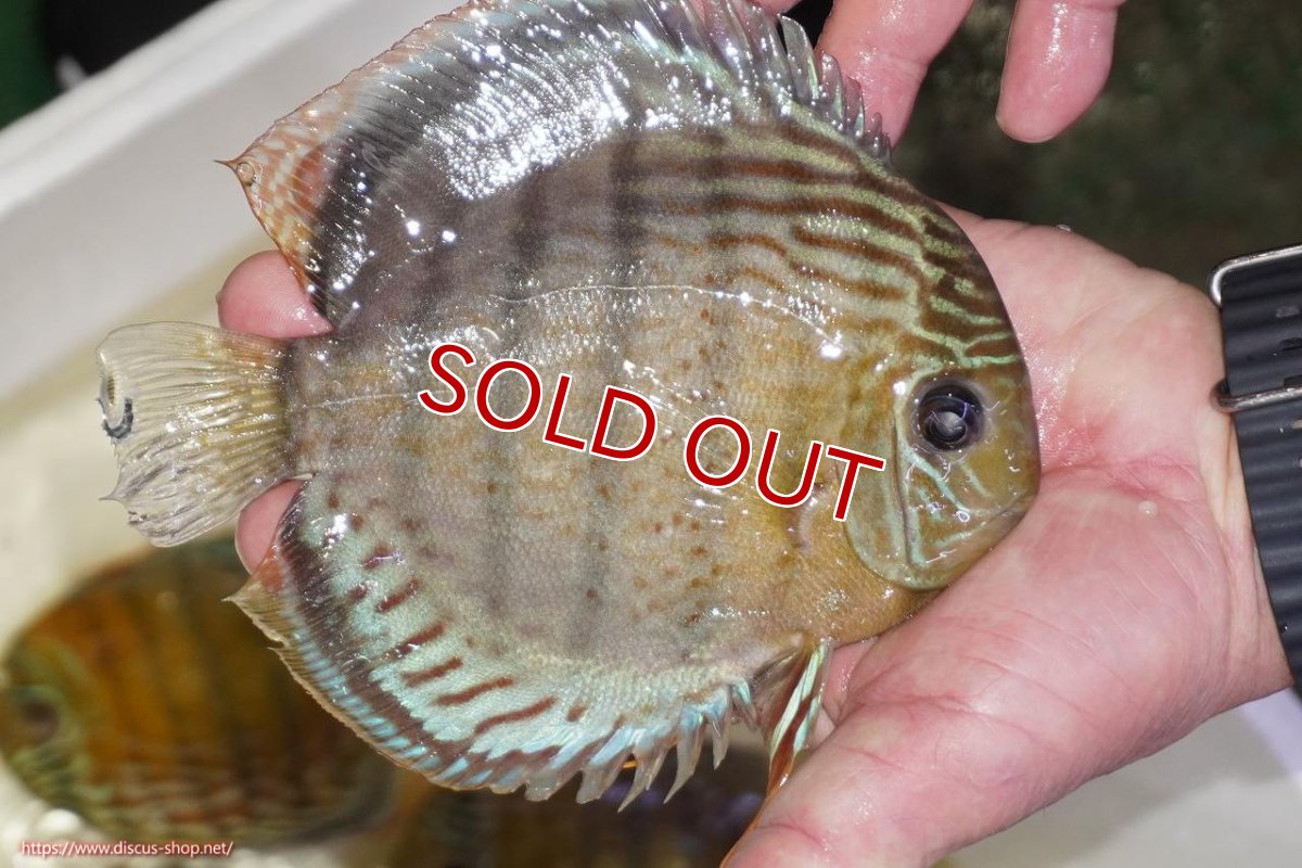 画像2: 【ワイルドディスカス】【通販】【今シーズン超希少種】アッパーテフェロイヤルグリーン（金目）【個体販売】15-16cm（生体）アッパーテフェ産 (2)