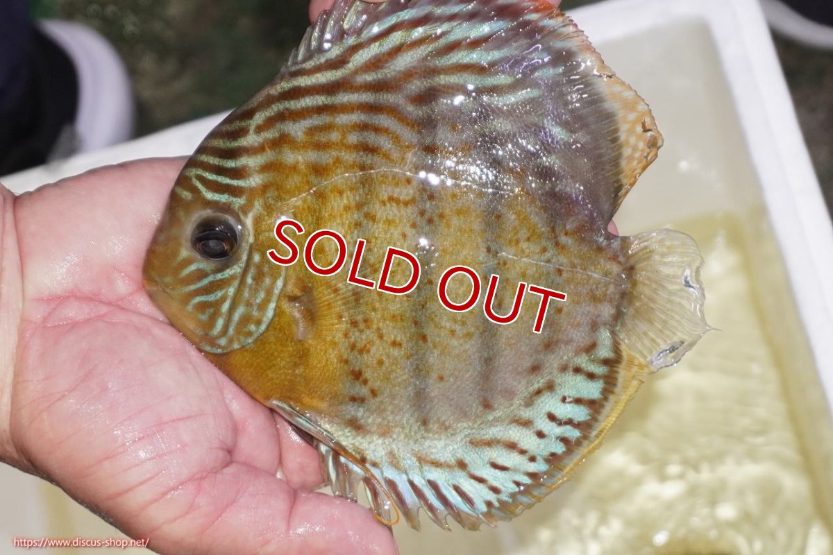 画像1: 【ワイルドディスカス】【通販】【今シーズン超希少種】アッパーテフェロイヤルグリーン（金目）【個体販売】15-16cm（生体）アッパーテフェ産 (1)