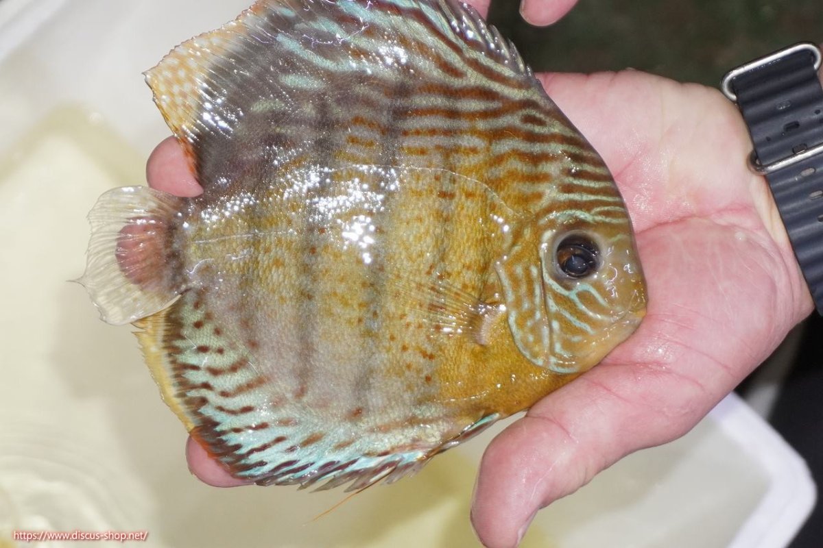 画像2: 【ワイルドディスカス】【通販】【今シーズン超希少種】アッパーテフェロイヤルグリーン（金目）【個体販売】15-16cm（生体）アッパーテフェ産 (2)